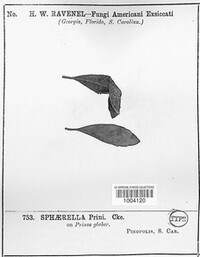 Sphaerella prini image